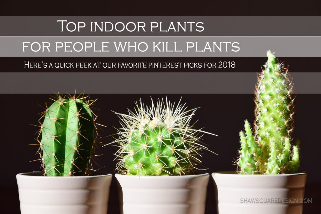 Top Indoor Plants for People Who Kill Plants